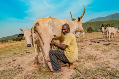 Jos East, Plateau State - 12 Mayıs 2021: Yerel Afrikalı Çiftçi Süt Ürünlerini geleneksel olarak elleriyle güzel ve sakin bir çiftlik arazisinde sağıyor. Sığır Sanayii