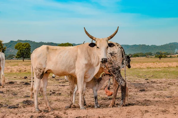 Jos East Plateau State Nigeria Mai 2021 Vacile Lactate Pășunând — Fotografie, imagine de stoc