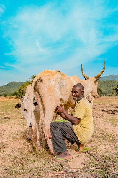 Jos East Plateau State Mei 2021 Lokale Afrikaanse Boer Melkt — Stockfoto