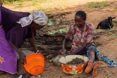 Opialu, Benue State - 6 Mart 2021: Sıcak bir öğleden sonra, Palm Kernel Tohumlarını sınıflandıran Afrikalı Kadınlar