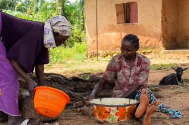 Opialu, Benue State - 6 Mart 2021: Sıcak bir öğleden sonra, Palm Kernel Tohumlarını sınıflandıran Afrikalı Kadınlar