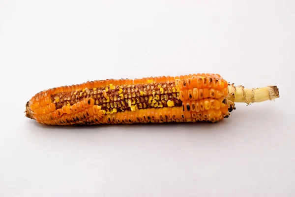 Half Eaten Roasted Corn White Background Smoked Grilled Roasted Corn — Stock Photo, Image