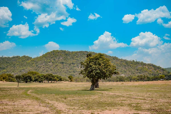 Afrika 'da gündüz vakti güzel yeşil tepe