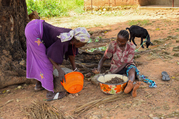 Opialu, Benue State - March 6, 2021: African Women sorting Palm Kernel Seeds for Processing on a hot afternoon