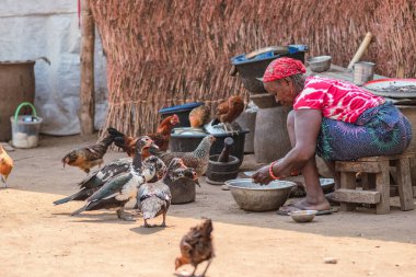 Opialu, Benue State - 20 Ocak 2023: Evcil hayvanlarını besleyen Afrikalı Kadın