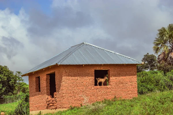 暑い午後にアフリカの村の典型的な住宅構造 泥の家 アフリカ農村の窓の上にヤギが立っている古いお化け屋敷 — ストック写真