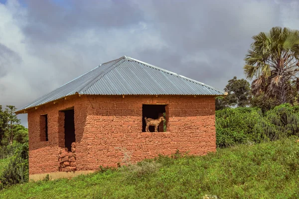下午炎热的非洲村庄典型的住房结构 非洲农村社区橱窗上挂着山羊的古老鬼屋 — 图库照片