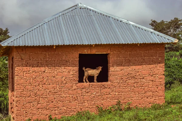 暑い午後にアフリカの村の典型的な住宅構造 泥の家 アフリカ農村の窓の上にヤギが立っている古いお化け屋敷 — ストック写真