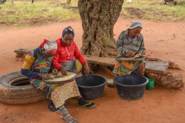 Opialu, Benue State - 6 Mart 2021: Afrikalı Kadınlar sıcak öğleden sonra tohumları işleme için sınıflandırıyor