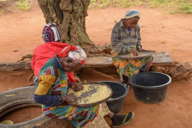 Opialu, Benue State - 6 Mart 2021: Afrikalı Kadınlar sıcak öğleden sonra tohumları işleme için sınıflandırıyor
