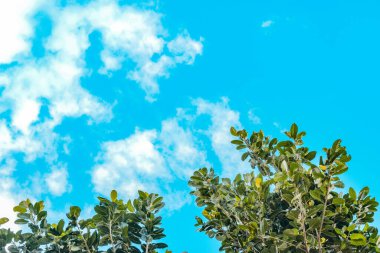 Parlak mavi gökyüzüne karşı yeşil ağaçların güzel manzarası