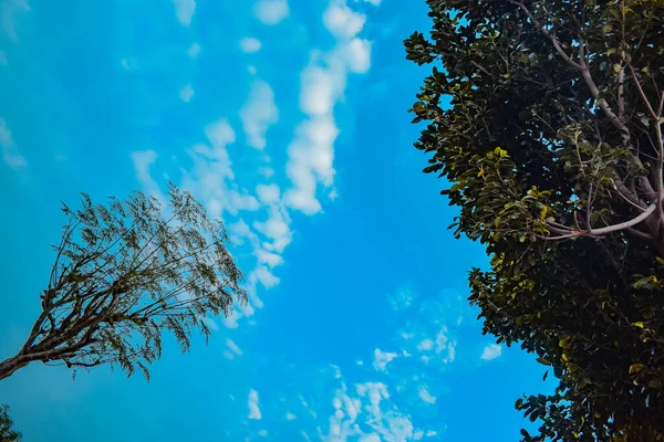青い空と緑の木々の美しい景色 — ストック写真