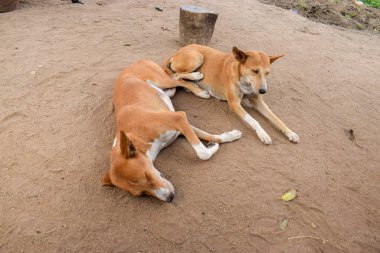 Afrika 'da Yerli Aminaller.
