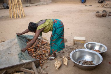 Opialu, Benue State - 6 Mart 2021: Geleneksel Giyinen Afrikalı Kadın Palm Kernel Tohumlarını İşleme İçin Sıraladı