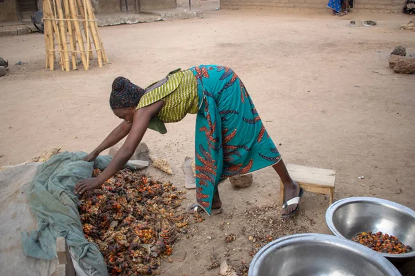 stock image Opialu, Benue State - March 6, 2021: Empowered African Lady Dressed in Traditional Attire sorting Palm Kernel Seeds for Processing
