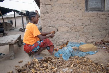 Opialu, Benue State - 6 Mart 2021: Turuncu tişört giyen Afrikalı Kadın Palm Kernel Tohumlarını İşlem İçin Sıraladı