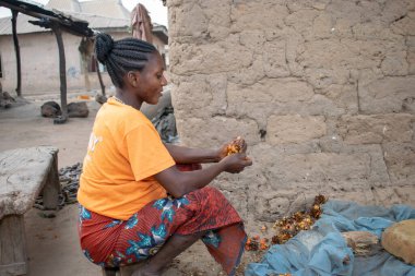 Opialu, Benue State - 6 Mart 2021: Turuncu tişört giyen Afrikalı Kadın Palm Kernel Tohumlarını İşlem İçin Sıraladı