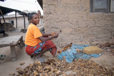 Opialu, Benue State - 6 Mart 2021: Turuncu tişört giyen Afrikalı Kadın Palm Kernel Tohumlarını İşlem İçin Sıraladı