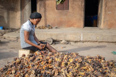 Opialu, Benue State - 6 Mart 2021: Sıcak bir öğleden sonra Palm Kernel Tohumlarını sınıflandıran Genç Afrikalı Kadın