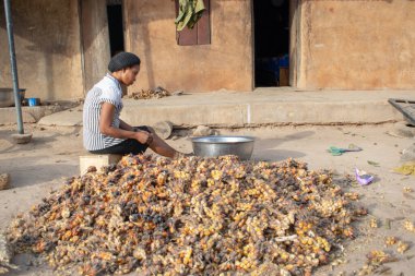 Opialu, Benue State - 6 Mart 2021: Sıcak bir öğleden sonra Palm Kernel Tohumlarını sınıflandıran Genç Afrikalı Kadın