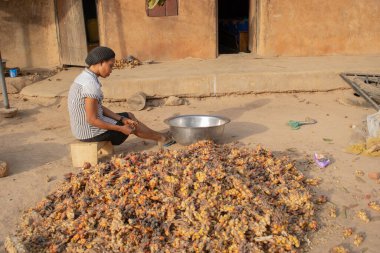 Opialu, Benue State - 6 Mart 2021: Sıcak bir öğleden sonra Palm Kernel Tohumlarını sınıflandıran Genç Afrikalı Kadın
