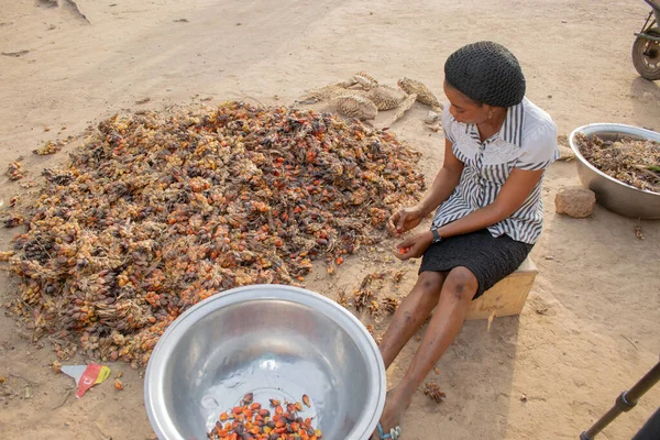 stock image Opialu, Benue State - March 6, 2021: Young African Lady sorting Palm Kernel Seeds for Processing on a hot afternoon