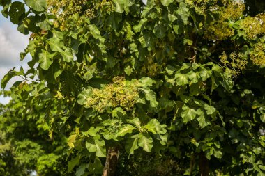 Afrika 'da genç yapraklı ağaç