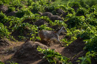 Genç keçi yeşil alanda otluyor.