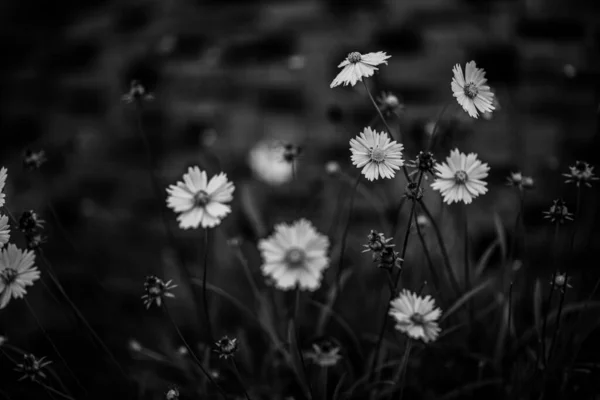 Yeşil Çayır Üzerinde Büyüyen Çiçeklerin Siyah Beyaz Görüntüsü — Stok fotoğraf