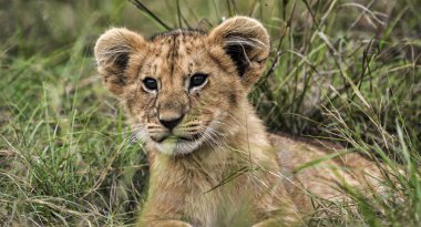 Otların üzerinde dinlenen bir aslan yavrusunun portresi