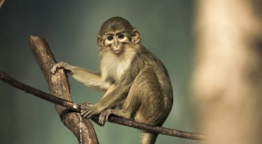 Küçük bir maymun bir dala oturmuş