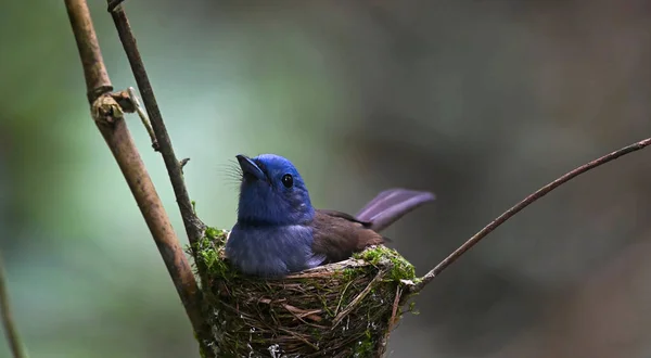 Pássaro Azul Senta Ninho — Fotografia de Stock