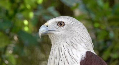 Bir kartalın yakın plan fotoğrafı. Hayvanat bahçesi