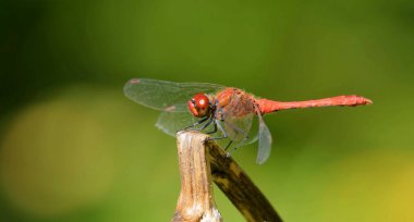 Bir dalda oturan bir yusufçuk resmi.