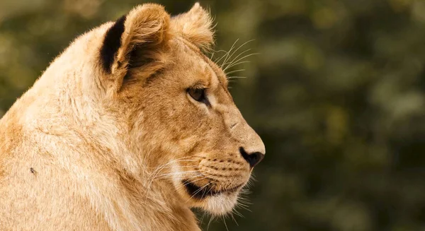 Close-up of a beautiful lion\'s head