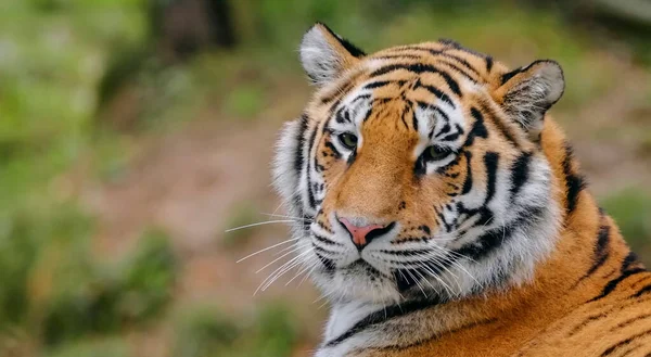 Крупный План Красивого Тигра — стоковое фото