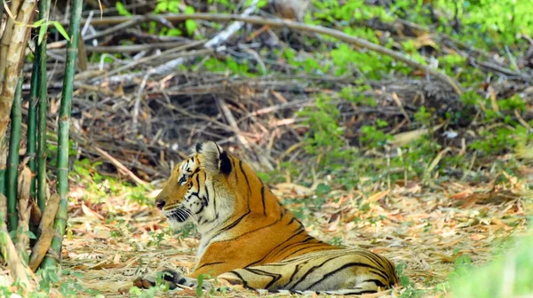 Лежащий Траве Тигр — стоковое фото