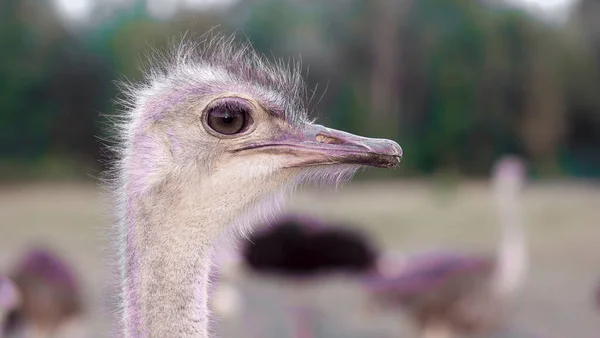 Ostrich Look Nature — Stock Photo, Image