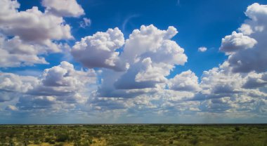 Yeşil bir arazinin yaz manzarası.