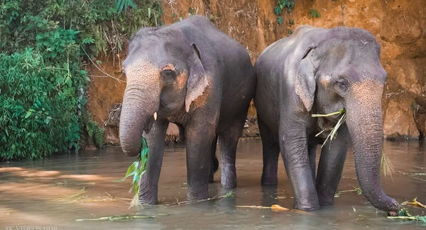 Два Слона Стоят Рядом — стоковое фото