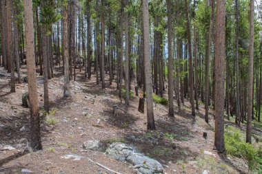 Ağaçları ve çalıları olan çam ormanı