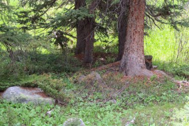 Ormanın güzel manzarası