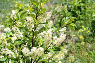 Bahçede beyaz çiçekler