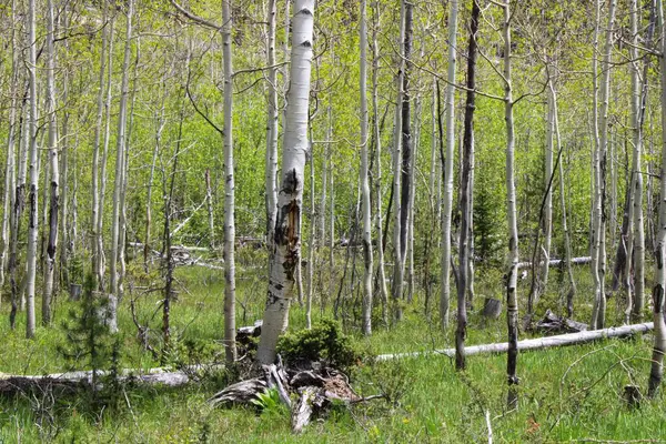 stock image the green birch forest