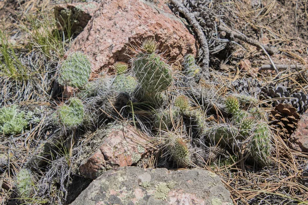 Cactus Desert — Stock Photo, Image