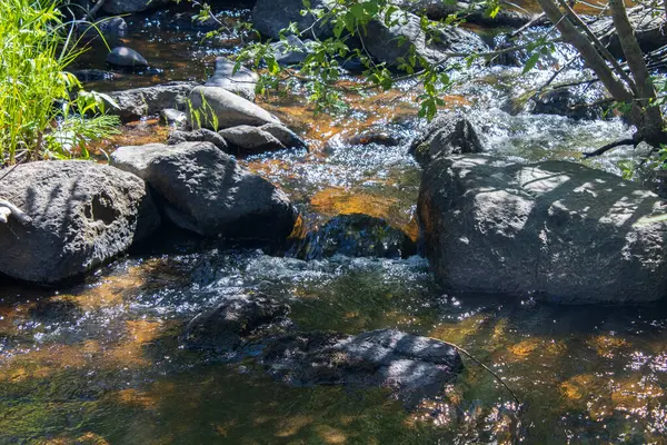 stock image water stream in the forest