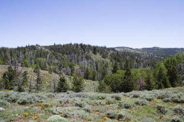 Wyoming 'deki orman vadisi manzarası