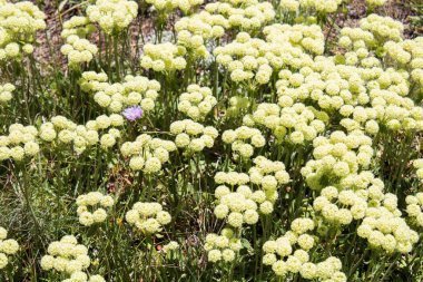 Kabarık çiçekler tarlada tek bir mor çiçekle çiçek açıyor.