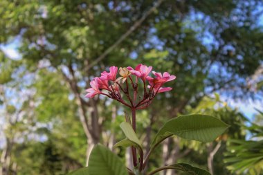 Arkaplanı bulanık pembe bir Frangipani çiçeğinin portresi.