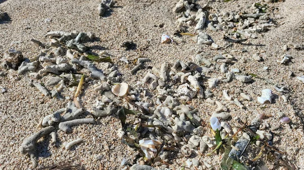 Corallo Con Sabbia Bianca Sul Bordo Della Spiaggia Jelenga Sumbawa — Foto Stock